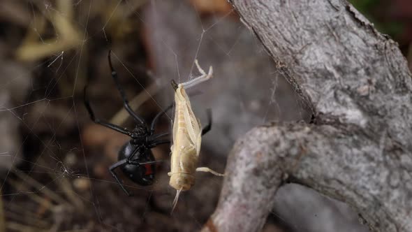 Black Widow Spider with grasshopper stuck in its web