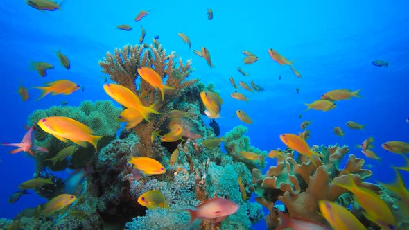 Reef Coral Tropical Garden Blue Orange