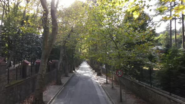 Aerial View Tree Road City Traffic