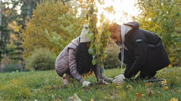 Young Happy Hispanic Couple in Love in Park Planting Tree in Gloves Fertilize Soil Take Care Natural