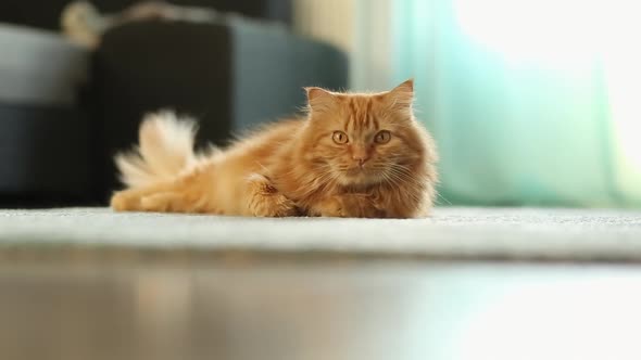 red cat cute feline. High quality FullHD footage