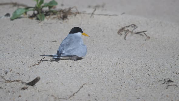 high frame rate rear view of a little tern on a nest