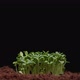 Microgreens Grow Through the Soil - VideoHive Item for Sale