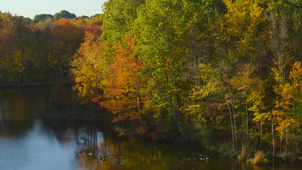 Beautiful autumn trees on the lake side