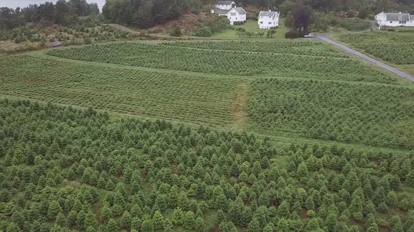 Aerial view of a farming area with Christmas trees in Norway.