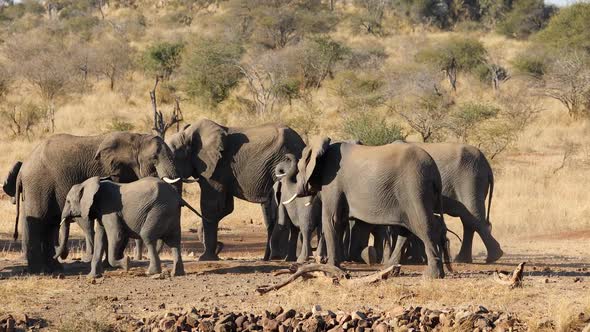 African Elephant Herd - Kruger National Park