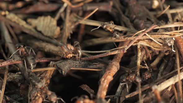 The Work and Life of Ants in an Anthill