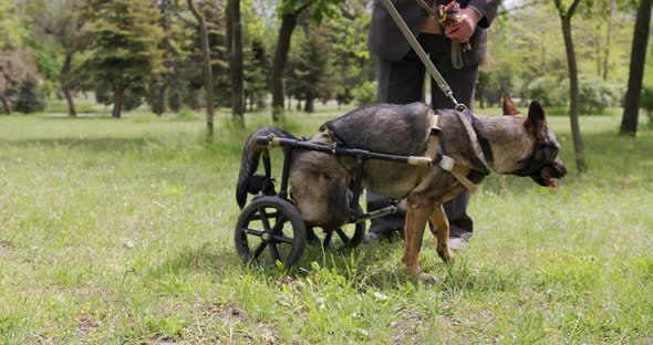 A Dog with Paralyzed Hind Legs in the Wheelchair.