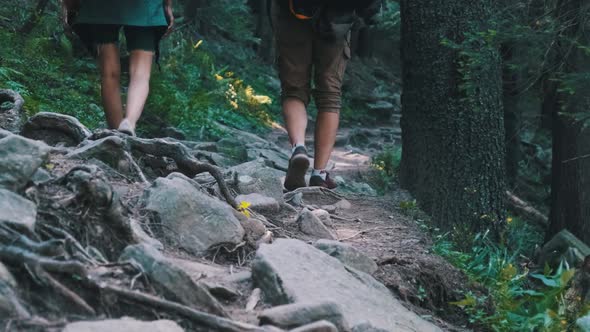 Couple of Tourists with Backpacks Climbing Up on Stone Trail in Mountain Forest