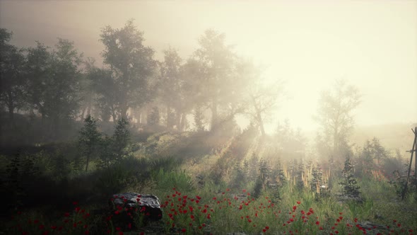 Summer Fog in the Forest alt