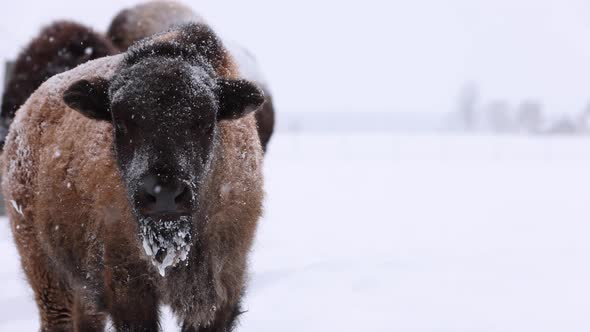 bison calf looks at you then away in snowstorm slomo