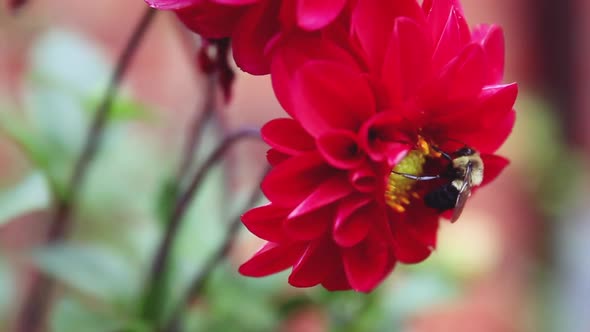 A bumblebee feeding on a red Dahlia flower