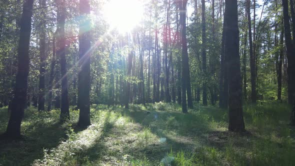 Wild Forest Landscape on a Summer Day