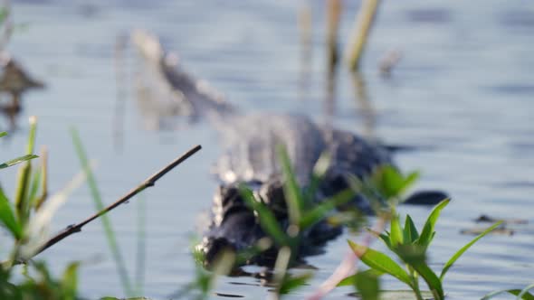 an Yacare Caiman stands alertness on lake surface. focus behind foliage