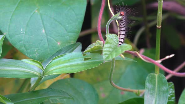 Wide Shot of Caterpillar Crawling on Leaf