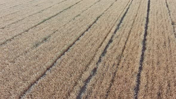 A medium low flight over a winter wheat field.