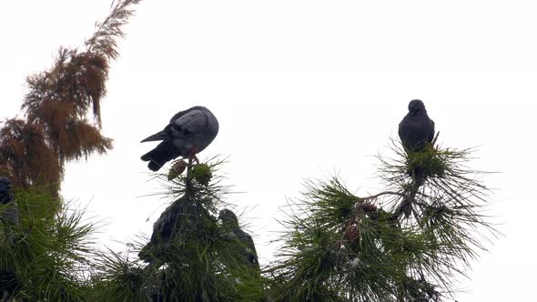 Pigeons On The Tree 4