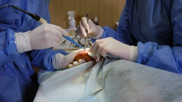 Surgery on the Paw of the Dog in Veterinary Clinic. Close-up.