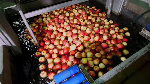 The Process of Washing Apples in a Fruit Production Plant