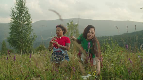 Cheerful Pretty Multiracial Female Travelers Collecting Wildflowers and Herbs on Mountain Hill