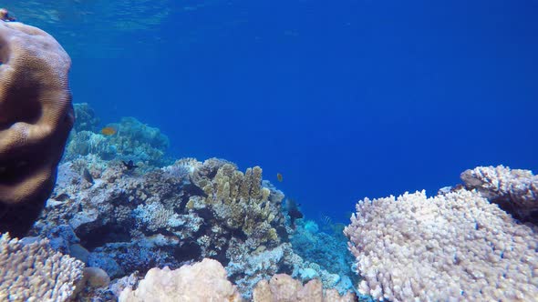 Tropical Coral Reefs Seascape