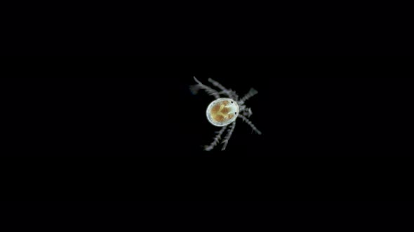 Water mite Hydrachnidia, family Hydrachnidae under the microscope