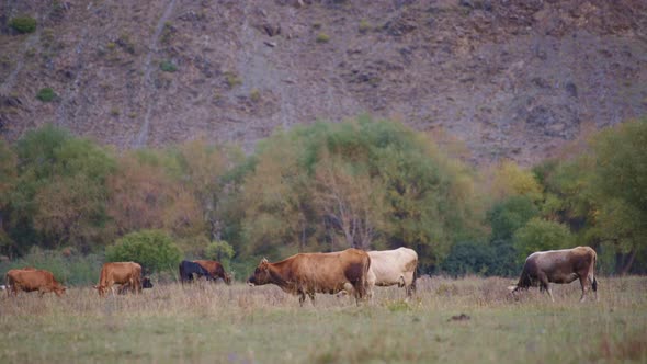 Herd of cows grazing on the pasture