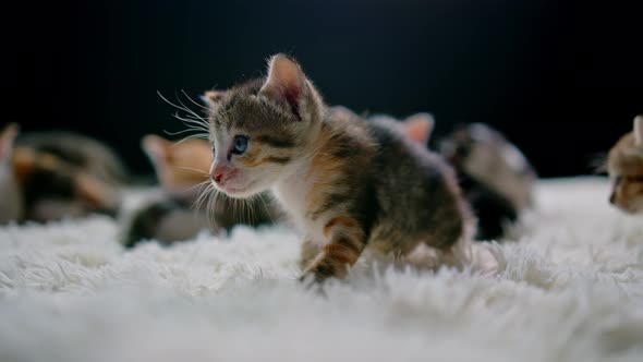 Cute Kittens at 30 Days Old on a White Carpet