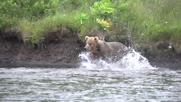 a brown bear in Alaska