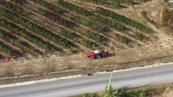 Farmer Tractor Harvesting Vineyard Field