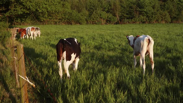 Cute young cows start running playfully over a green meadow while the sun is shining