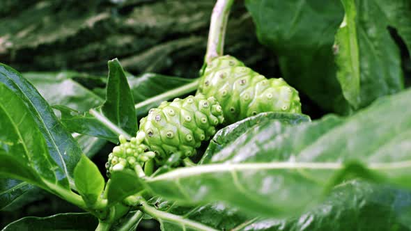 Noni Fruit Plantation