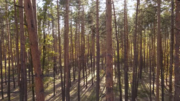 Trees in the Forest on an Autumn Day