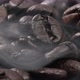 Coffee beans - VideoHive Item for Sale
