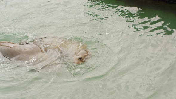 Two sea lions playing together in the water near a harbor in San Fransisco. Slowmotion in 4K.