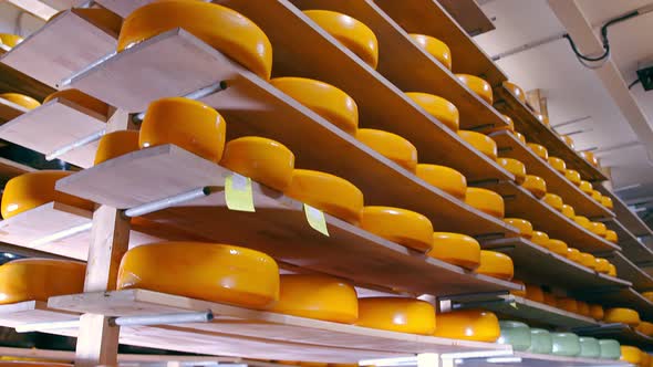 Storage of Cheese of Different Varieties on Wooden Shelves in the Refrigerator. Cheese on the