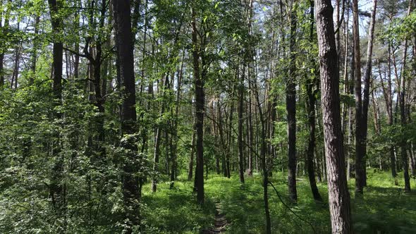 Trees in the Forest By Summer Day