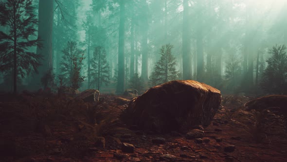 Marvelous Scenery of the Coniferous Forest at the End of Autumn