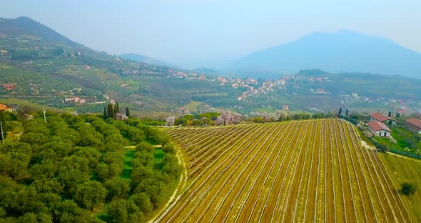 Wide Vineyard Near Small Town with Buildings and Orchard