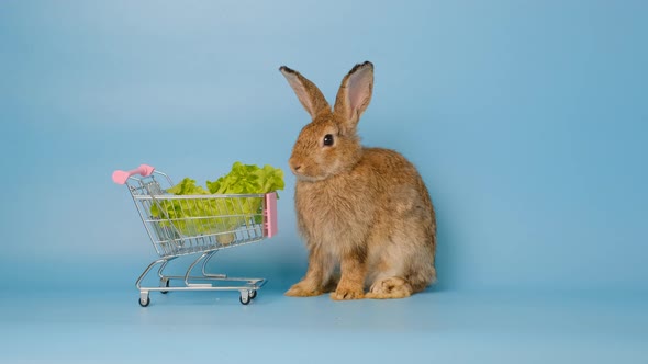 Brown bunny easter rabbit stand and clean forefoot near shopping cart with vegetable