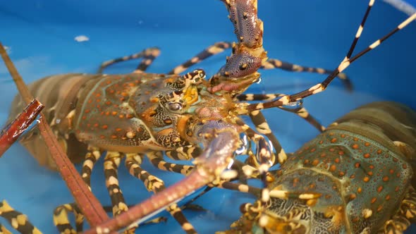 Close Up Macro, Alive Raw Lobsters in Shop. Blue Basin with Ice Water, Delicatessen Fresh Uncooked