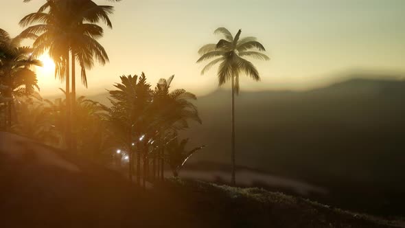 View of the Palm Trees in Fog