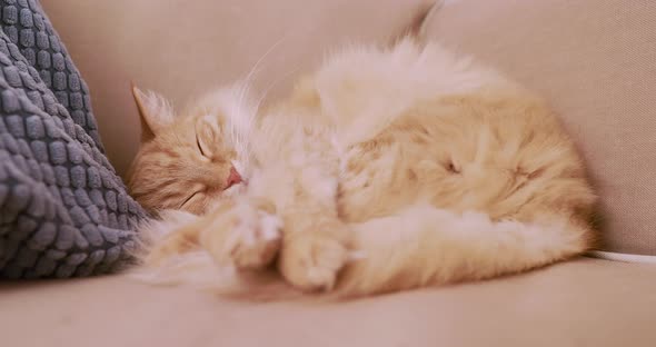 Cute Ginger Cat Is Sleeping on Beige Couch. Fluffy Pet Is Comfortably Settled for Nap. Cozy Home.