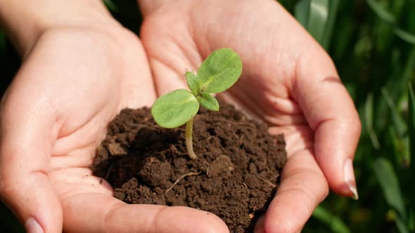 Farmer hand holding a green seed sprout with soil for planting in the ground. Top-down view