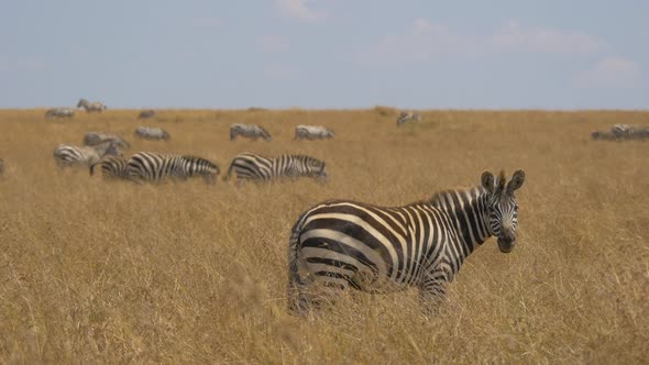 Zebras in tall grass