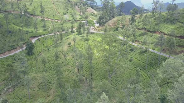 Tea Plantations and Trees with Rural Roads on Green Slope