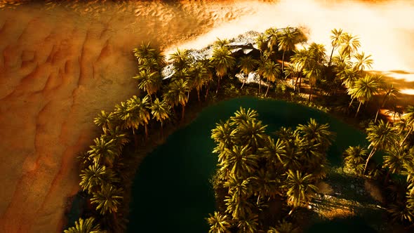 Top Down Aerial View of Oasis in Desert