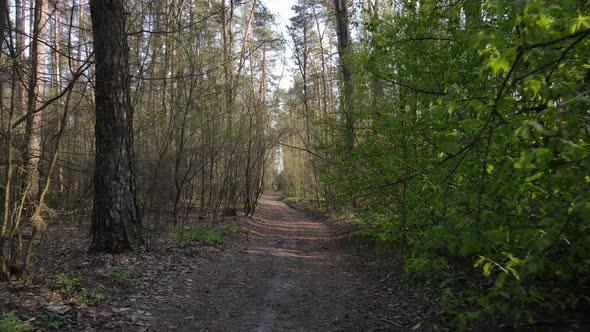 Road in the Forest During the Day Slow Motion