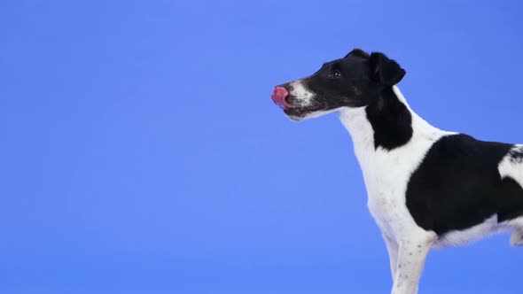 Side View of a Black White Smooth Fox Terrier in the Studio on a Blue Background