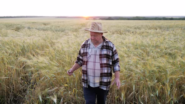 Golden Wheat Field